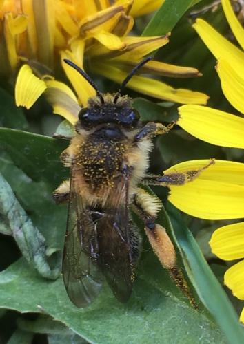 Réf. 227 599 : Andrena tibialis